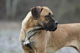 CANE CORSO 738